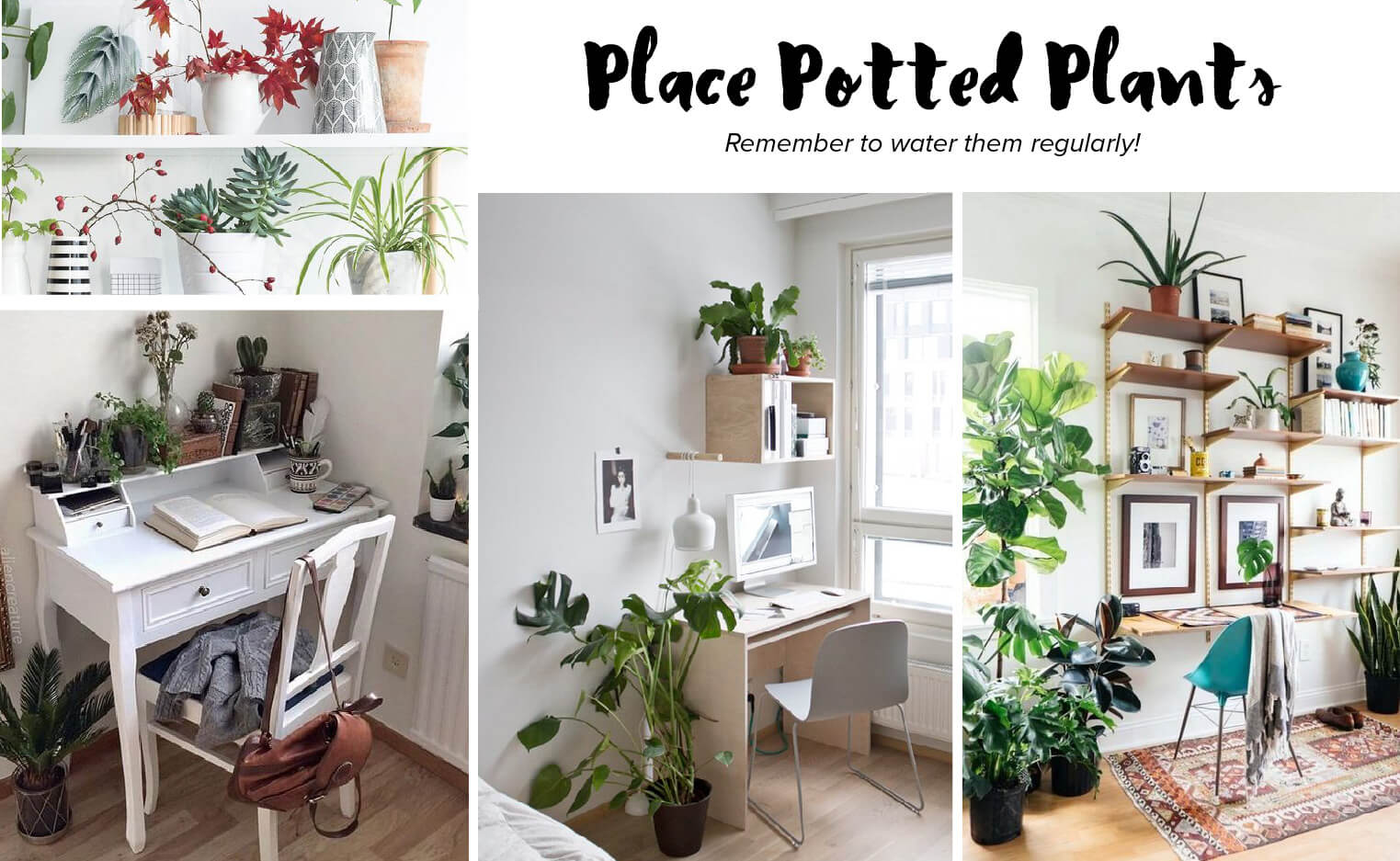 Image: Shelf of Plants, Desk #1, Desk #2, Desk #3