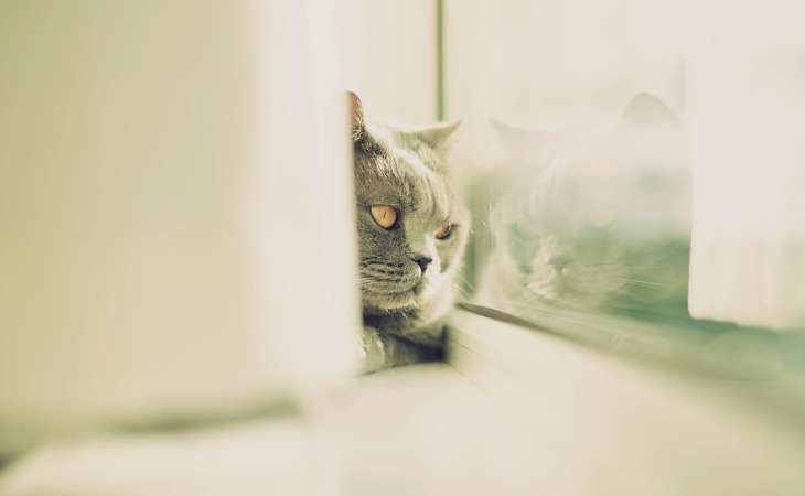 Time wasting - daydreaming cat