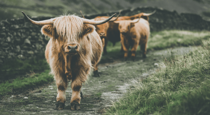 10 Completely Insane Things You Can Do With Heriot-Watt University Malaysia’s Go Global Programme - 9 Feed a ‘hairy coo’