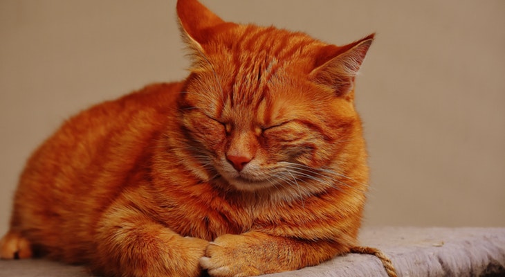 Need-to-Study-Here-Are-7-Scientific-Ways-to-Stay-Awake-Without-Coffee-Take-a-catnap-4