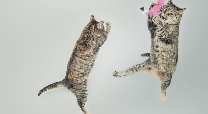 Need-to-Study-Here-Are-7-Scientific-Ways-to-Stay-Awake-Without-Coffee-Watch-Viral-Cat-Videos-2