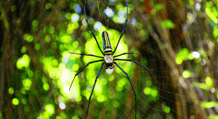 Australian degree in malaysia - 2 Enjoy the Australian experience without the dangers of the outback