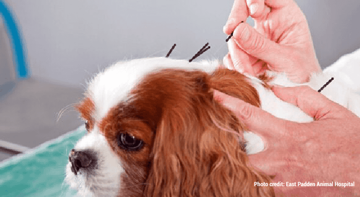 Weird Jobs in Science-Veterinary acupuncturist