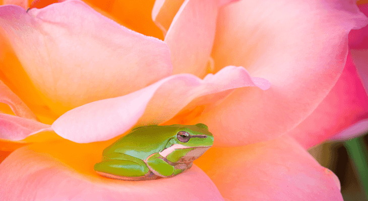 Weird Phobias-Ranidaphobia