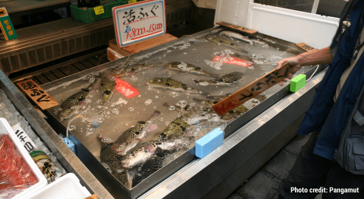 Foods Banned Around the World-Fugu pufferfish 02