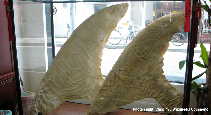 Foods Banned Around the World-Sharks fin 02