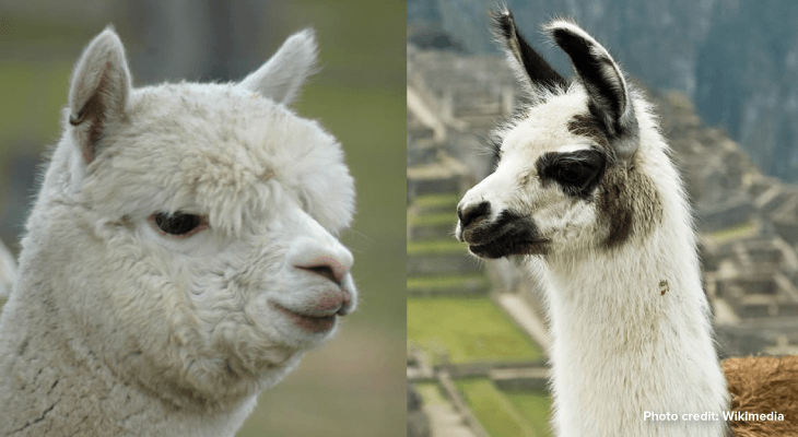 Random Questions That Keep You Awake-Alpacas And Llamas