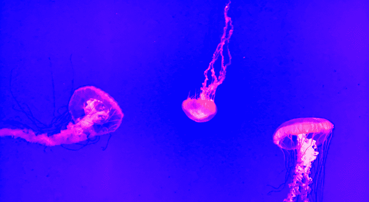 Random Questions That Keep You Awake-Do Jellyfish Breathe