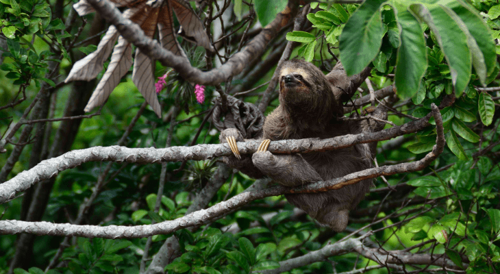 Random Questions That Keep You Awake-Sloths
