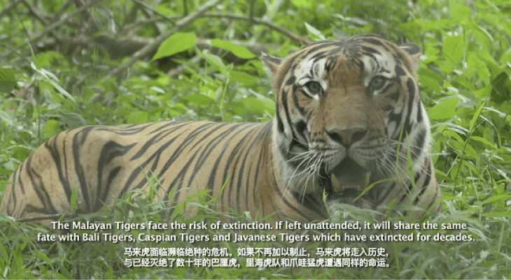 Taylors Tiger Documentary -02