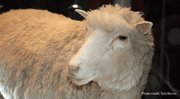 Groundbreaking BioScience-clone-sheep