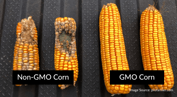 Medical Myths-GMO Food