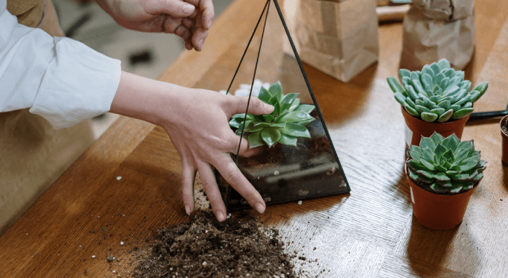 student-friendly-gifts-succulent