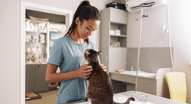 how-to-become-a-veterinarian-in-malaysia